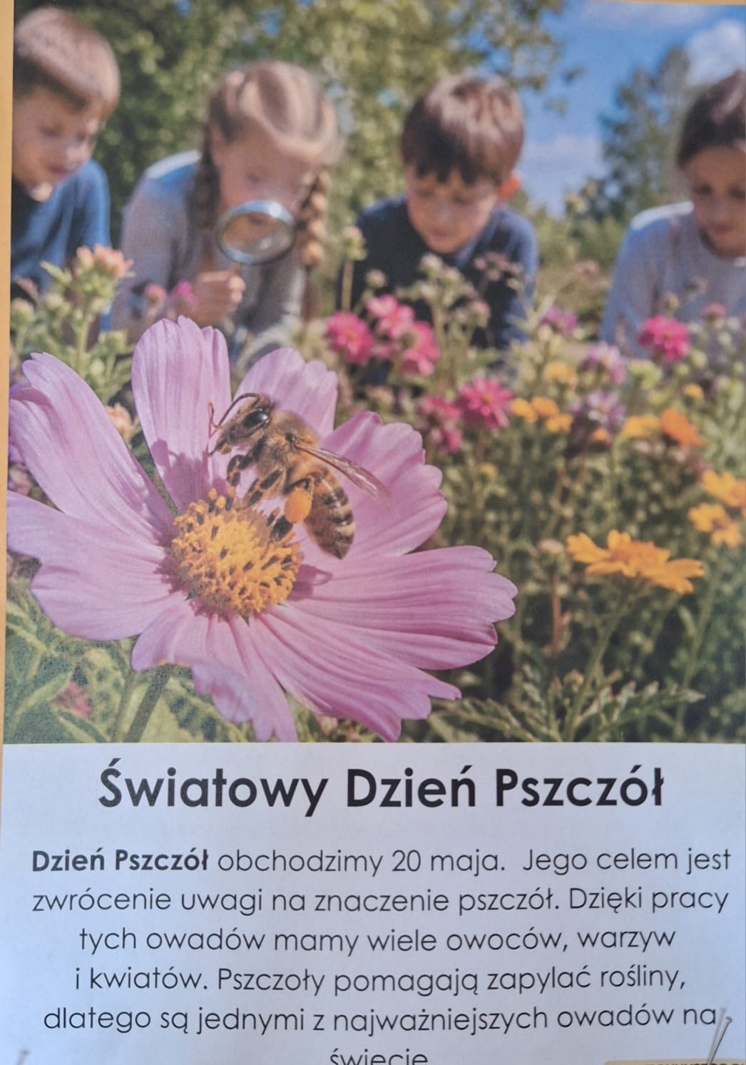 Światowy Dzień Pszczół! 